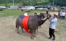 Gần 100 thí sinh tranh tài cuộc thi... "Hoàng tử trâu"