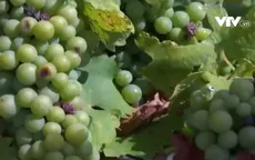 Biến đổi khí hậu đe dọa ngành sản xuất rượu vang Italy