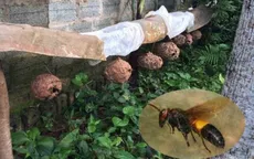 2 người nguy kịch vì bị ong đốt hơn 400 nốt