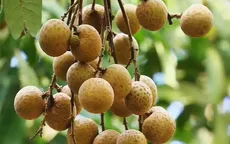 Đa dạng thị trường nhãn lồng Hưng Yên