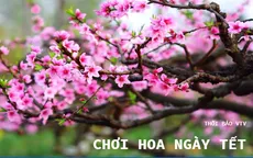 Những loại hoa được yêu thích vào dịp Tết