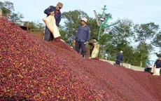 Giá cà phê đạt mức cao nhất trong hơn 20 năm gần đây