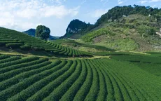 Đường chạy mùa xuân tại cao nguyên Mộc Châu