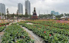 Xuân Quan tất bật thu hoạch hoa dịp Tết Nguyên đán