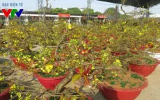 Hoa mai ngày Tết, "người mừng, kẻ lo"