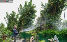 Quất ghép gỗ lũa độc đáo thu hút người chơi