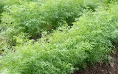 Thì là - cây trồng kinh tế và phát triển du lịch