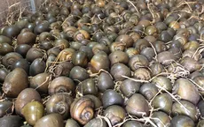 Nuôi ốc làm giàu tại miền Tây