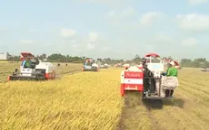 Giữ ổn định 3,56 triệu ha đất lúa