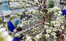 Loài hoa nở muộn được yêu thích trong dịp Tết