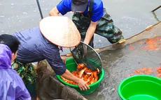 Làng nghề nuôi cá chép đỏ nhộn nhịp trước ngày ông Công, ông Táo