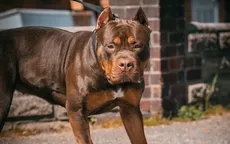 Sau nhiều vụ tấn công chết người, Anh siết chặt việc nuôi chó Bully XL
