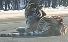 Hổ quý xuất hiện trên đường phố ở Nga