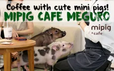 Cơn sốt mới "cà phê lợn mini" ở Nhật Bản