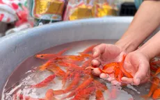 Ý nghĩa tục lệ thả cá chép ngày ông Công ông Táo