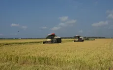Triển khai đề án phát triển bền vững 1 triệu ha lúa chất lượng cao