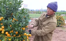 Thủ phủ quất ở Nam Định "cháy hàng"