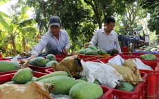 Cơ hội cho xoài Việt xuất ngoại