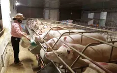 Người chăn nuôi "ôm lỗ" vì lợn nhập lậu