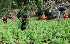 Phát hiện 3.800 cây thuốc phiện trồng giữa rừng sâu núi đá ở Lạng Sơn