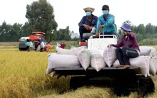 Nhiều thương lái bỏ cọc do giá lúa giảm