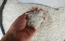 Cơ hội xuất khẩu gạo sang Indonesia