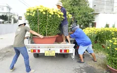 Bà Rịa - Vũng Tàu: Nhà vườn tất bật thu hoạch hoa bán Tết