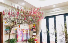 Cách chăm sóc cành đào nở đẹp đúng 3 ngày Tết