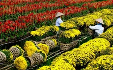 Giảm giá sâu, hoa Tết vẫn ế
