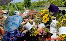 Vắng người mua, nhà vườn Sa Đéc nhổ bỏ hoa trước ngày 30 Tết