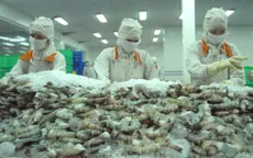 Tôm Việt cạnh tranh với Ecuador và Ấn Độ