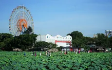 Thí điểm trồng sen tại 4 hồ nhỏ quanh Hồ Tây với diện tích 7,5 ha