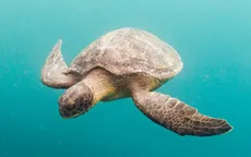 8 trẻ em và 1 phụ nữ tử vong sau khi ăn thịt rùa biển trên đảo Zanzibar