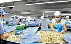 Ngành điều đặt mục tiêu xuất khẩu đạt 3,8 tỉ USD