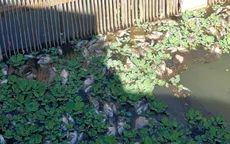 Ô nhiễm nghiêm trọng tại các hồ lắng xung quanh hồ Xuân Hương