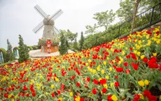 Độc đáo vườn hoa tulip nở rực rỡ trên độ cao 986m ở đỉnh núi Bà Đen