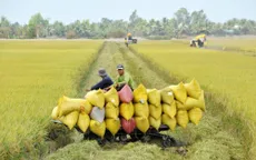 Lúa gạo Việt Nam tiến tới xuất khẩu “được giá, được lượng”