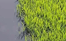 Hàng nghìn hecta lúa phải canh tác bằng nước bẩn vì sông ô nhiễm
