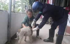 Chó dại tấn công 13 học sinh và 1 thầy giáo tại Quảng Ninh