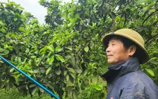 Đưa bưởi Diễn sang châu Âu – Kỳ vọng những mùa quả ngọt