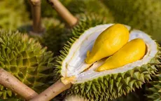 Thêm 27 mã vùng trồng sầu riêng xuất khẩu