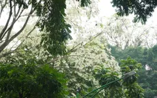 Người dân Hà Nội ngỡ ngàng trước những cây hoa sưa khoe sắc