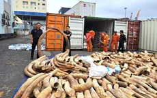 Hải Phòng phát hiện 1,5 tấn ngà voi nhập lậu