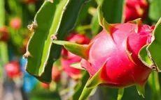 Vực dậy vị thế của ngành hàng thanh long