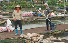 Hàng trăm tấn cá chết bất thường, nông dân Hải Dương nguy cơ mất trắng cơ nghiệp