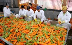 Thu lãi lớn nhờ cà rốt xuất khẩu