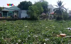 Lục bình, rác thải dày đặc gây ô nhiễm môi trường tại TP Cần Thơ