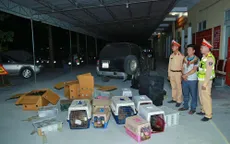 Bắt vụ vận chuyển trái phép 420 cá thể động vật hoang dã quý hiếm từ Nam ra Bắc