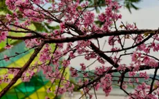 Tháng Tư - mai anh đào muộn màng khoe sắc