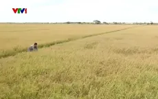 Người dân Sóc Trăng tìm mọi cách để cứu lúa trước tình trạng hạn, mặn